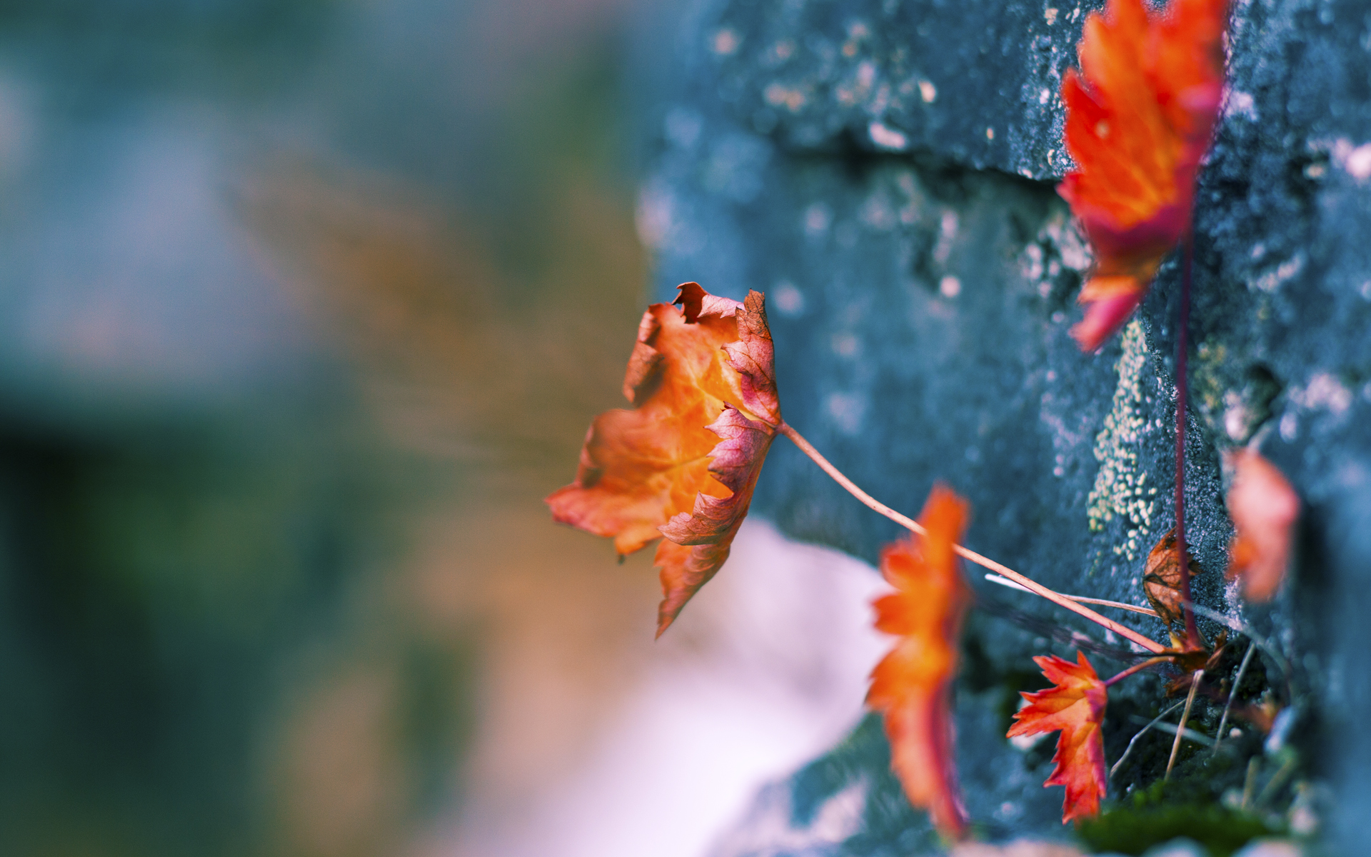 世界柔道大奖赛东京站,中国队斩获两金三银,世界柔道锦标赛