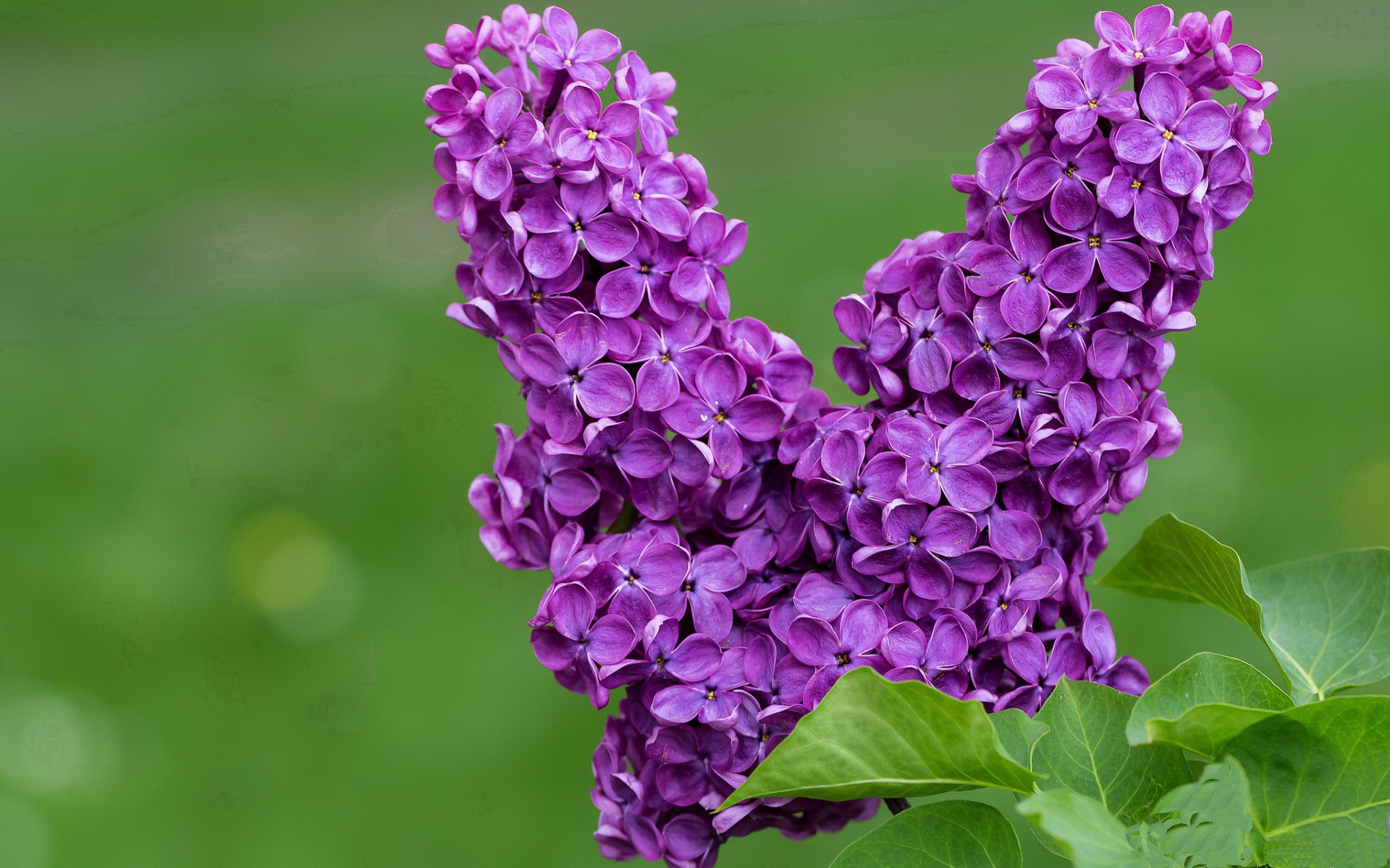 湖人不敌开拓者东区半决赛关键战败,湖人战胜开拓者视频