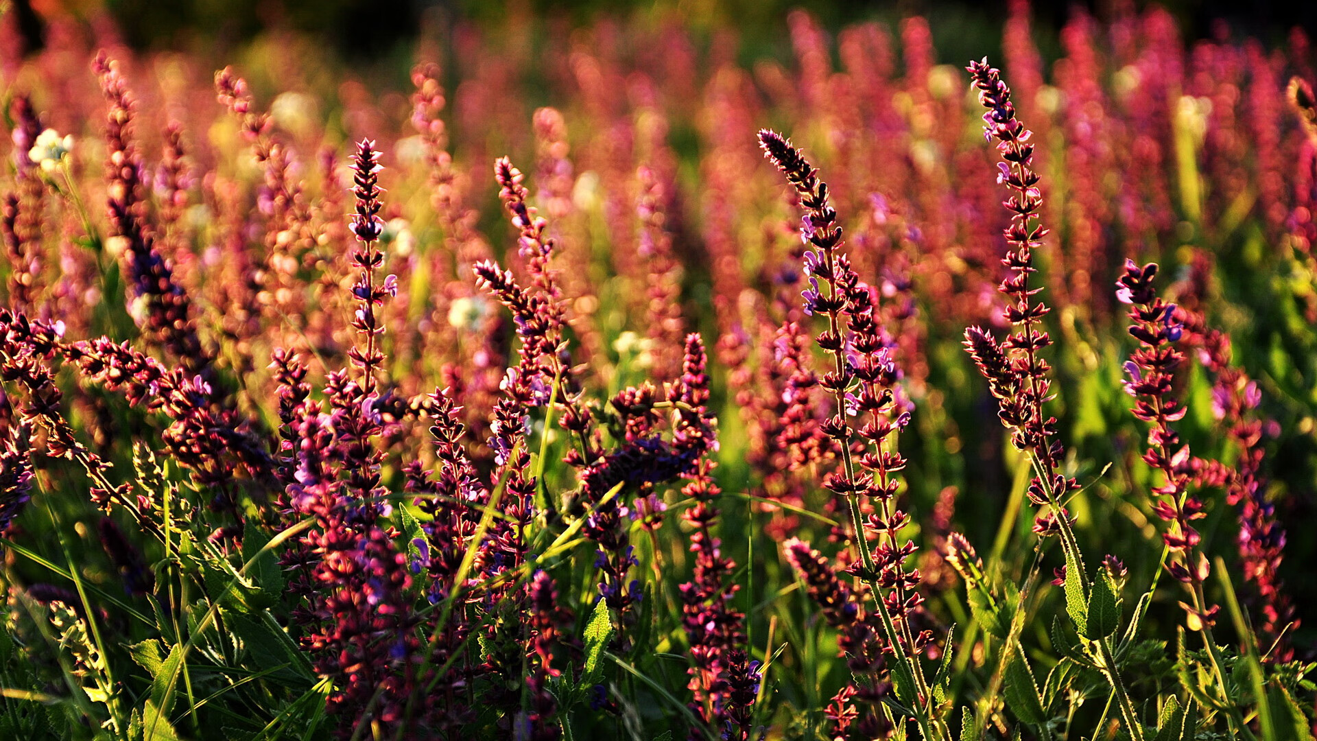 xingkong sports-替补深度决定胜负，切尔西阵容厚度领先，切尔西阵容主力