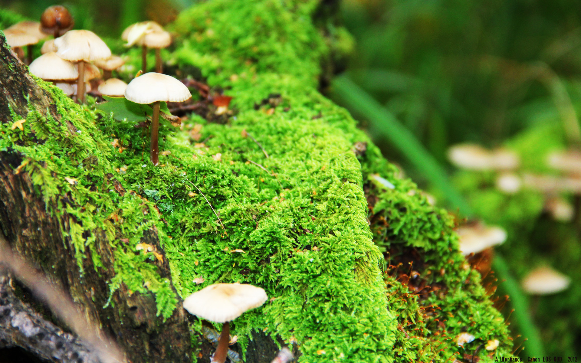 格鲁吉亚女篮在欧洲篮球赛场炽热出击,拨云见日夺金牌,格鲁吉亚参加过欧洲杯吗